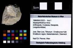 Foto (Objekt + Etikett) von Abyssophthalmus mirus  (NHMW-GEO-1990-0041-2523)